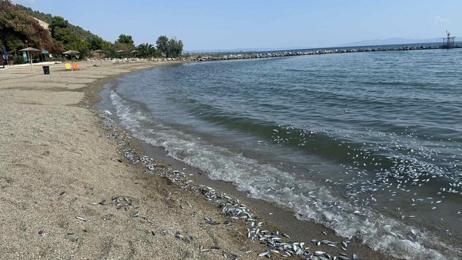 Βόλος: Απαγορεύεται το κολύμπι λόγω των νεκρών ψαριών-απομακρύνθηκαν τα νεκρά ψάρια από τις ακτές