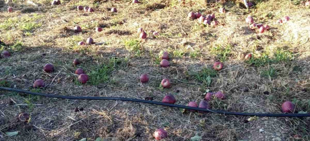 Σε απόγνωση οι παραγωγοί του Πηλίου: Μεγάλες καταστροφές σε μήλα και κάστανα στον Δήμο Ζαγοράς (ΦΩΤΟ+video)