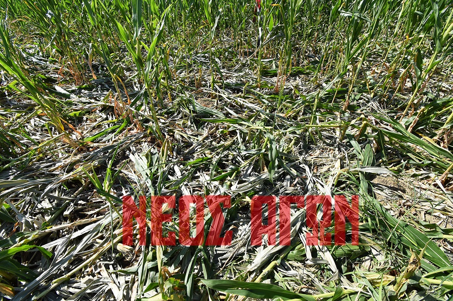 Παλαμάς: Μάστιγα οι επιδρομές των αγριογούρουνων στις καλλιέργειες καλαμποκιού (φωτο - βίντεο)