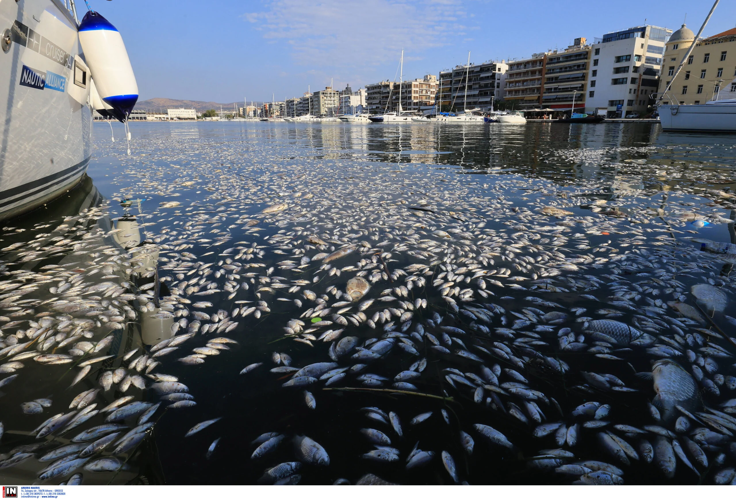 Σαπίζει και η Κάρλα πέρα από τον Παγασητικό από τα νεκρά ψάρια- ανυπολόγιστη οικολογική καταστροφή