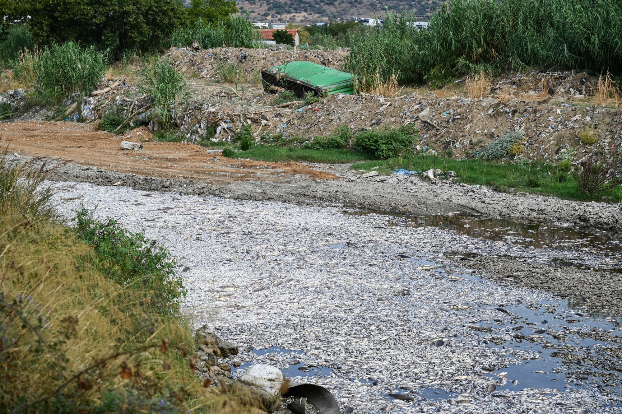 Για ένα μήνα κηρύχτηκε σε κατάσταση έκτακτης ανάγκης ο Βόλος για τα νεκρά ψάρια στον Παγασητικό