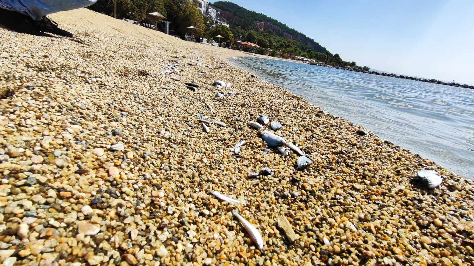 Κλείνει το μεσημέρι το θυρόφραγμα της Κάρλας – Τιτάνια προσπάθεια συγκέντρωσης των νεκρών ψαριών