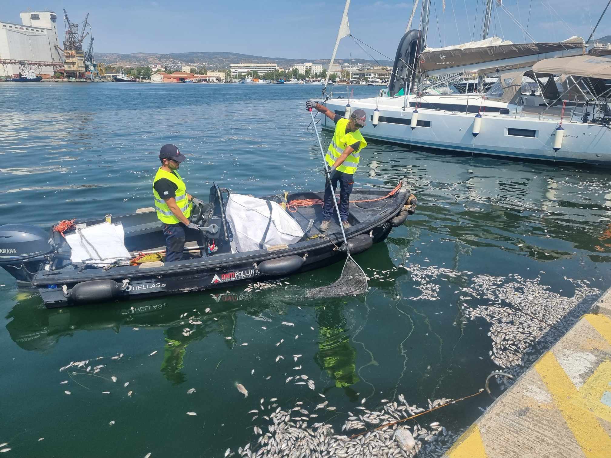 Ειδικά αντιρρυπαντικά σκάφη για την περισυλλογή των νεκρών ψαριών -με κάθε μέσο  η απομάκρυνσή τους από την παραλία (ΦΩΤΟ)