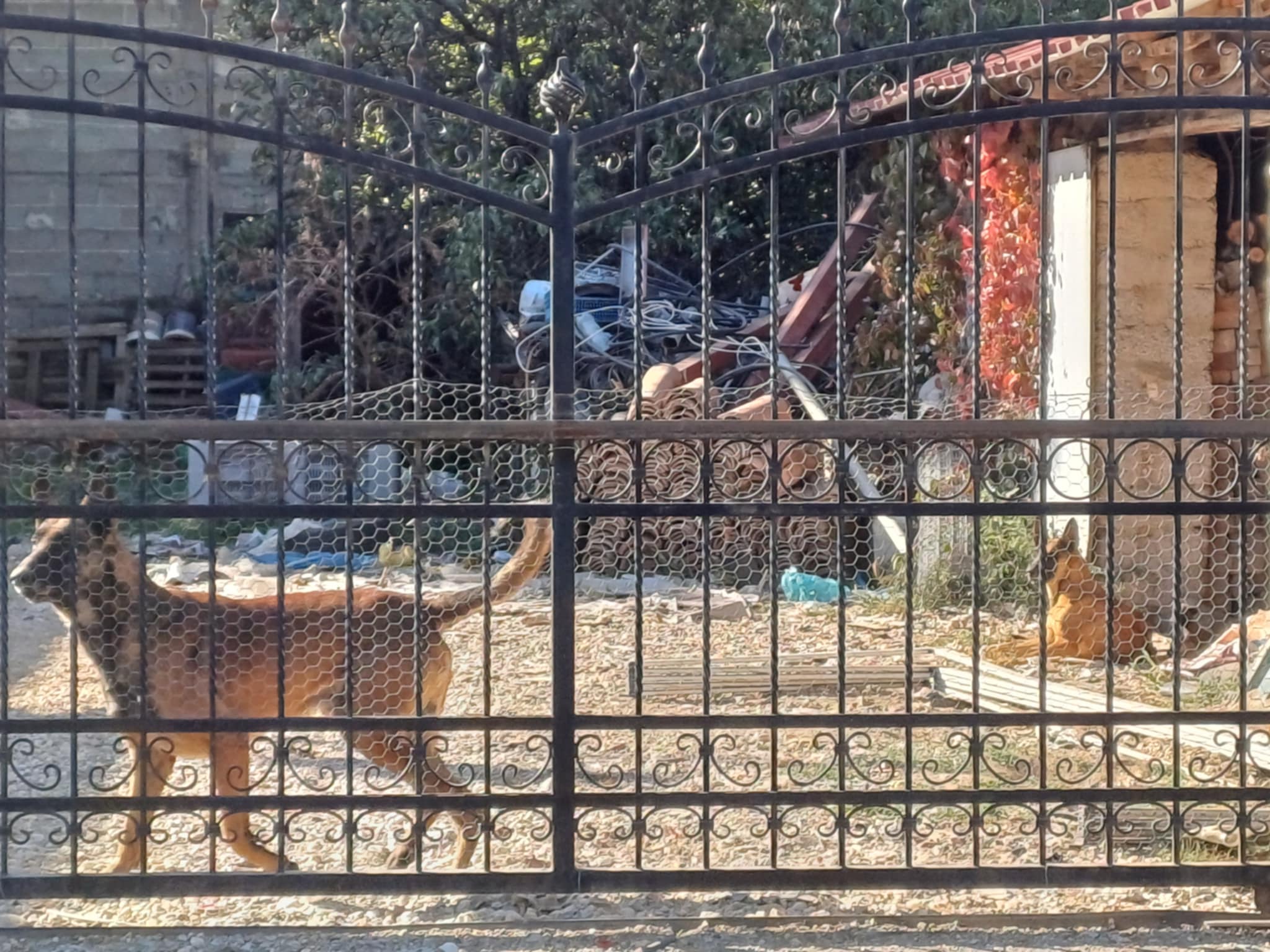 Αυτά είναι τα σκυλιά που κατασοπάραξαν την 70χρονη-η περίεργη ρλατσα που απαιτεί ιδιαίτερη προσέγγιση (ΦΩΤΟ)