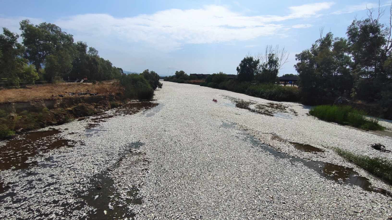 Για ένα μήνα κηρύχτηκε σε κατάσταση έκτακτης ανάγκης ο Βόλος για τα νεκρά ψάρια στον Παγασητικό