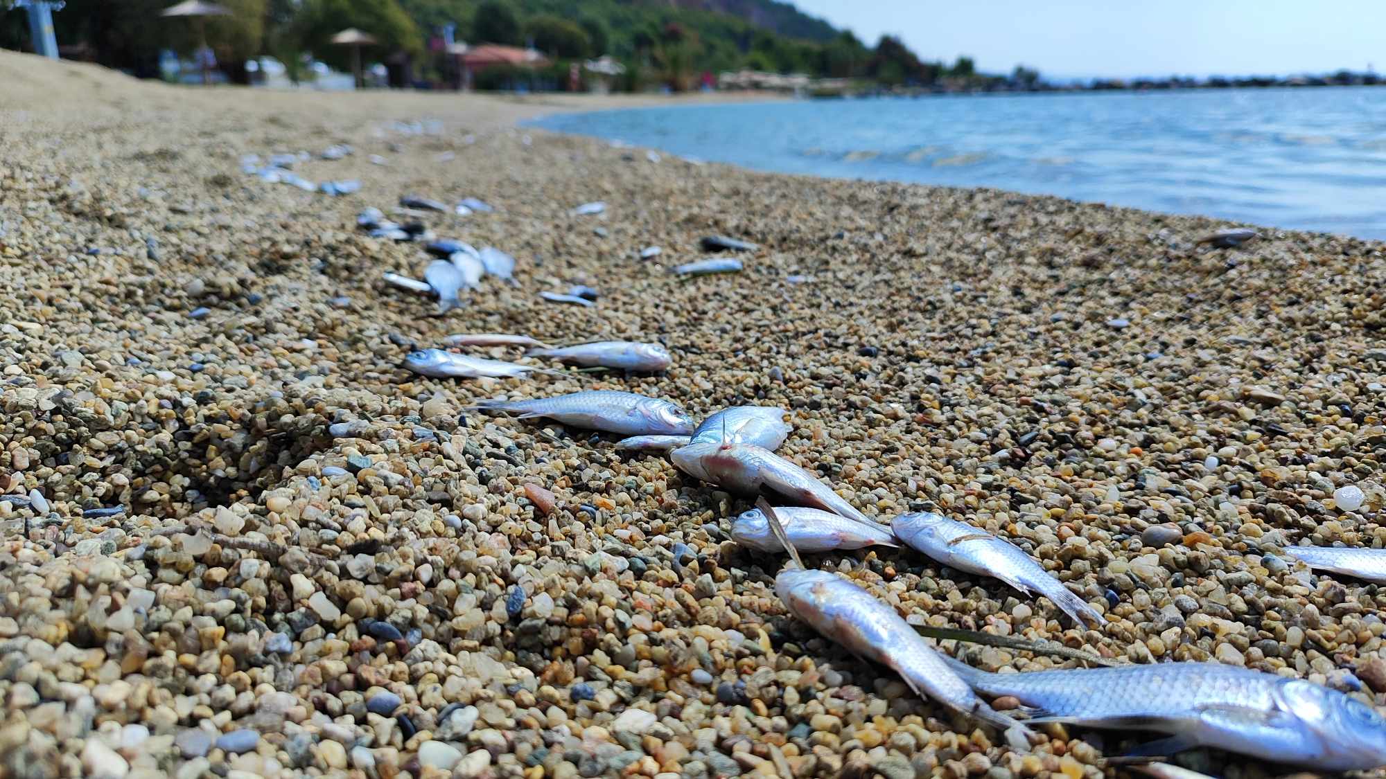 Κλείνει το μεσημέρι το θυρόφραγμα της Κάρλας – Τιτάνια προσπάθεια συγκέντρωσης των νεκρών ψαριών