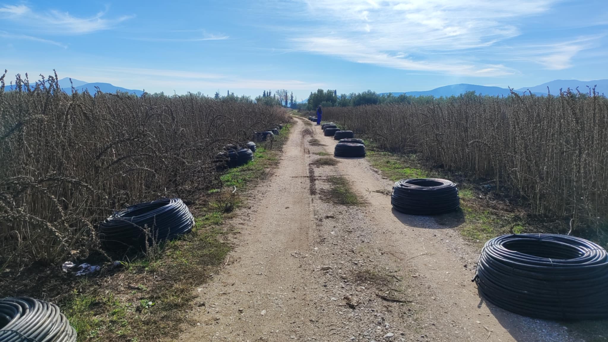 Αλωνίζοντας σουσάμι στον Αλμυρό- μια ελπιδοφόρα καλλιέργεια επανέρχεται στο θεσσαλικό κάμπο (ΦΩΤΟ)