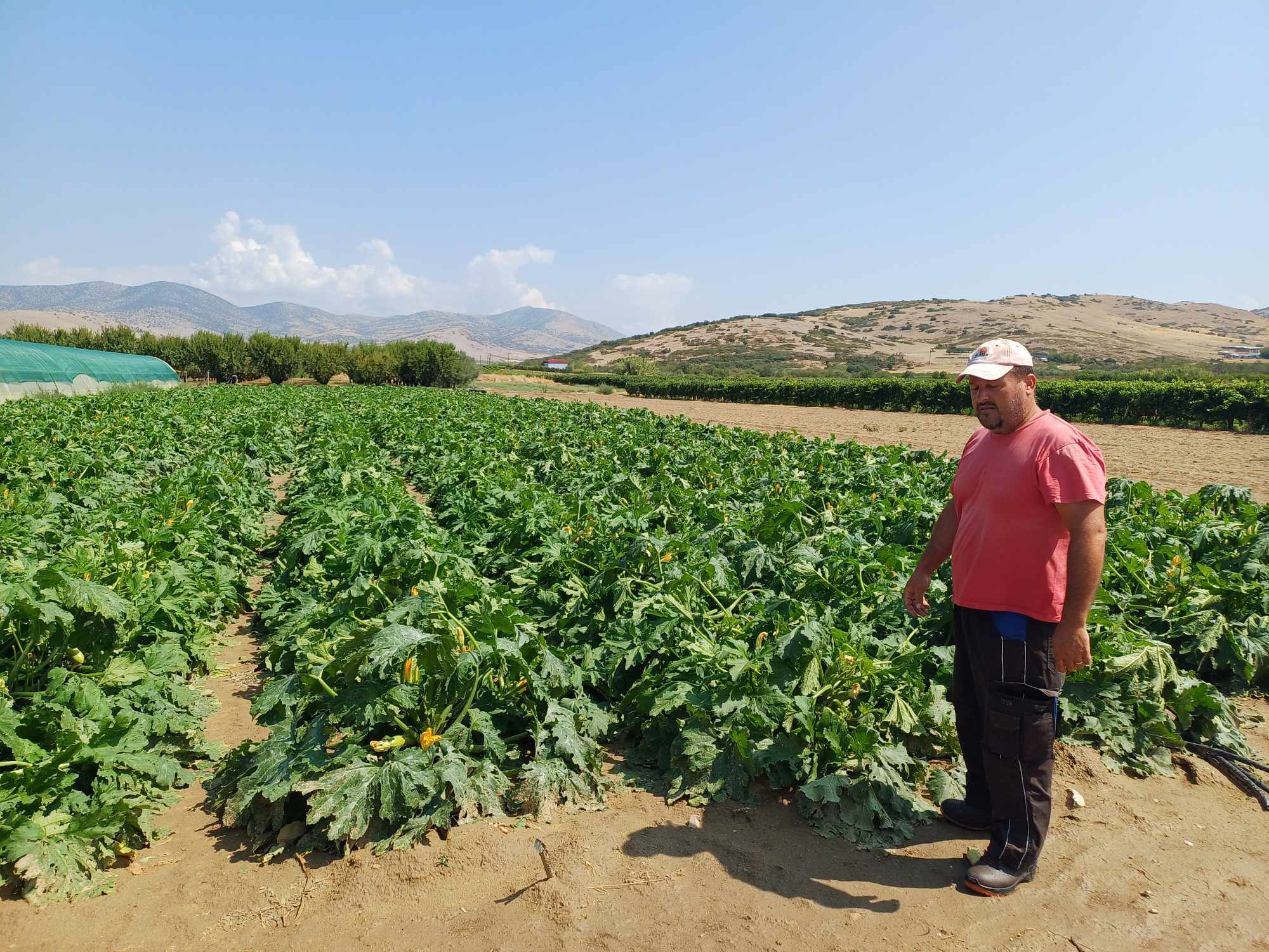 Μεγάλες καταστροφές από το μπουρίνι στο Δαμάσι, σε αμπέλια, κηπευτικά, θερμοκήπια (ΦΩΤΟ)